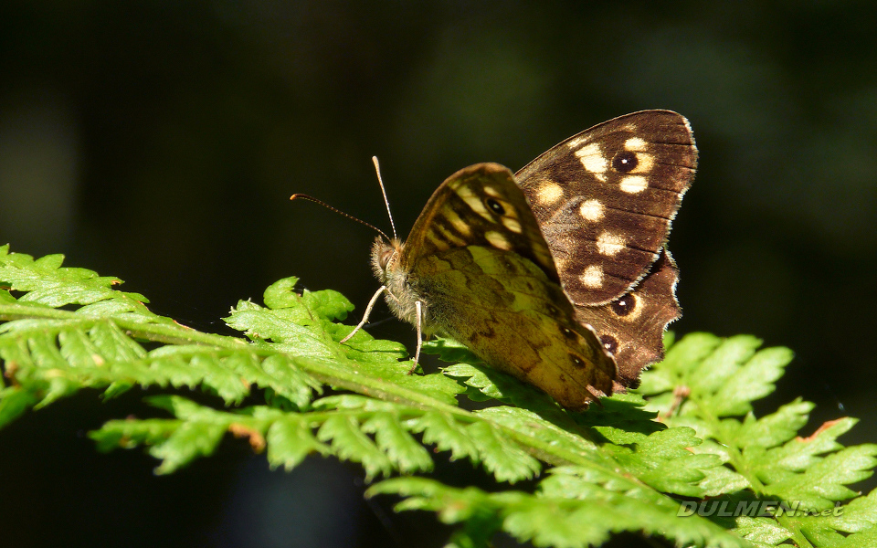 Speckled Wood (Pararge aegeria)